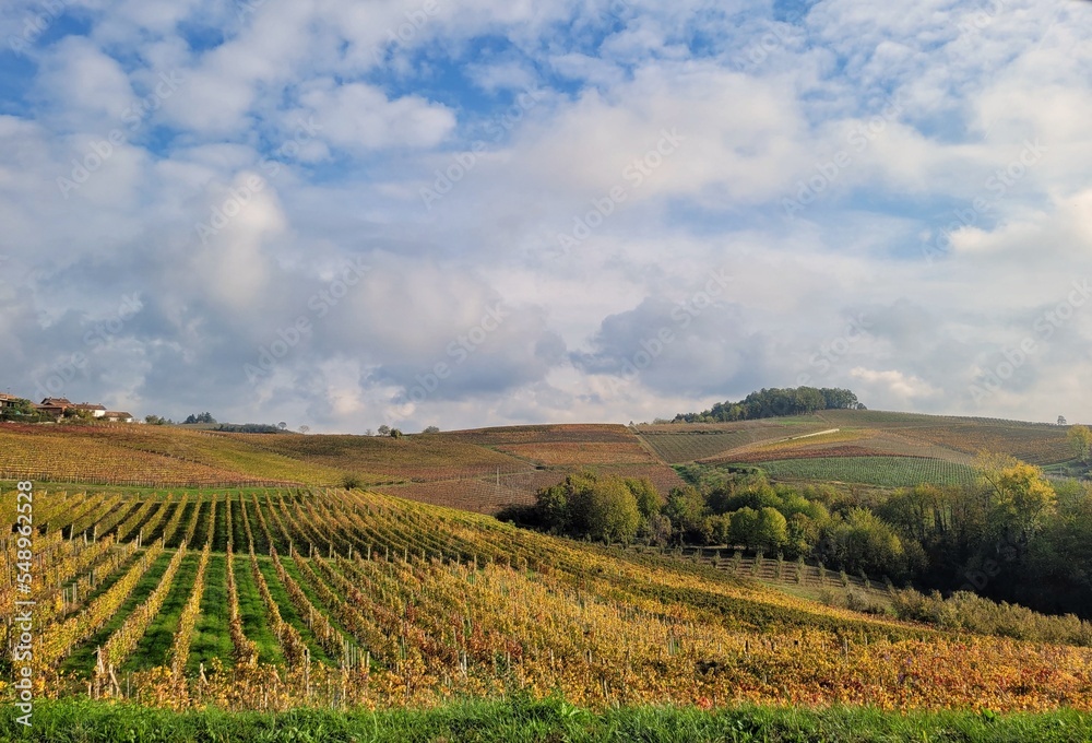 vineyard in Langhe