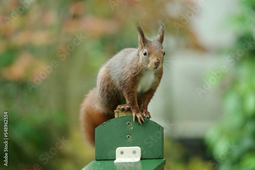 Wichhörnchen photo