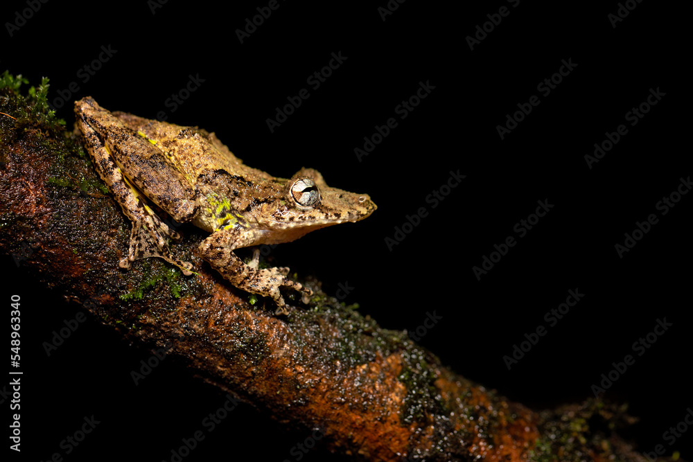 Scinax boulengeri known as Boulenger's snouted tree frog) is
