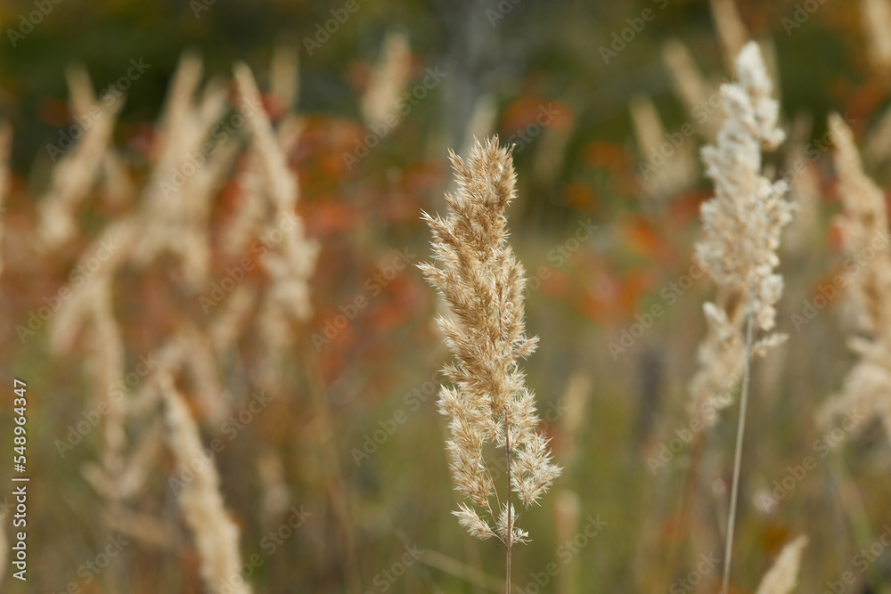 spikelet of field grass in autumn at sunset spikelet of field grass in autumn at sunset
