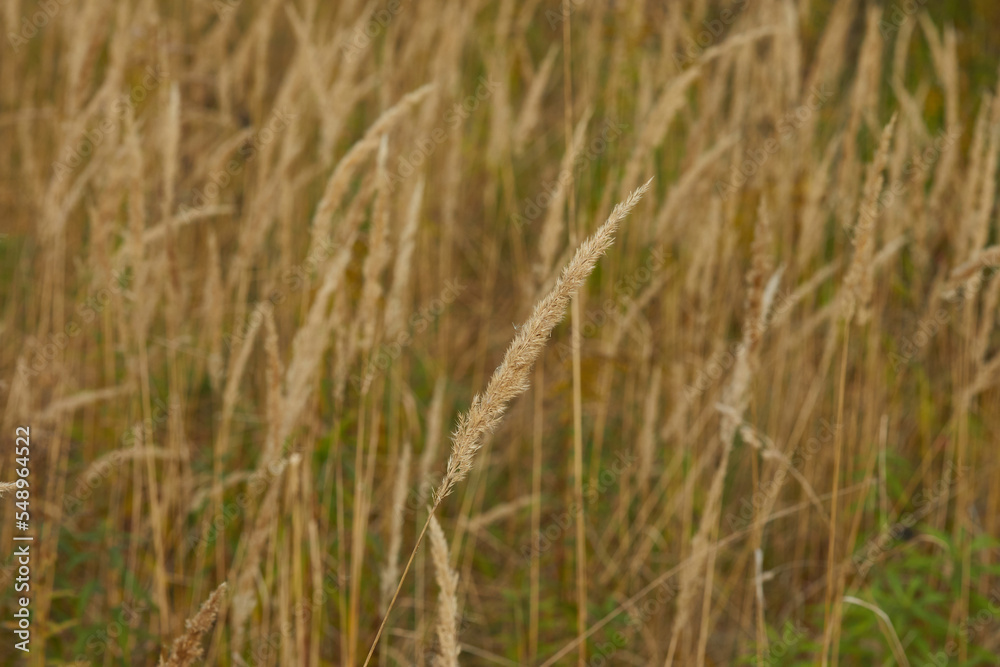spikelet of field grass in autumn at sunset spikelet of field grass in autumn at sunset