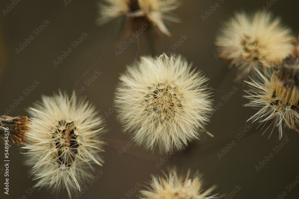 dandelions in the rays of the autumn sunset in the city park