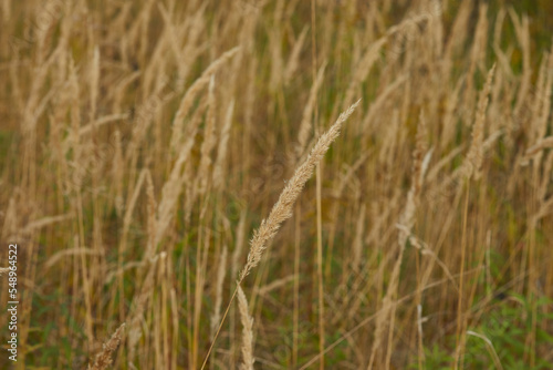 spikelet of field grass in autumn at sunset