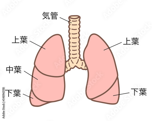 人体の肺、呼吸器、名称あり