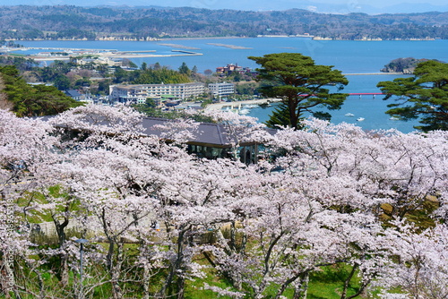 桜満開の西行戻しの松公園。日本三景、松島を望む。宮城、日本。4月中旬。