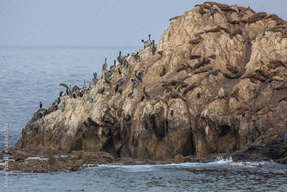 Rock in the pacific ocean on the california west coast full of resting and sleeping sea lions and brown pelican