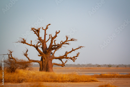 Wallpaper Mural Paysage africain baobab Torontodigital.ca