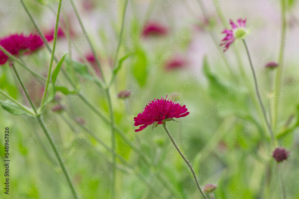 Macedonian scabious, Knautia macedonica in bloom wih a blurred background