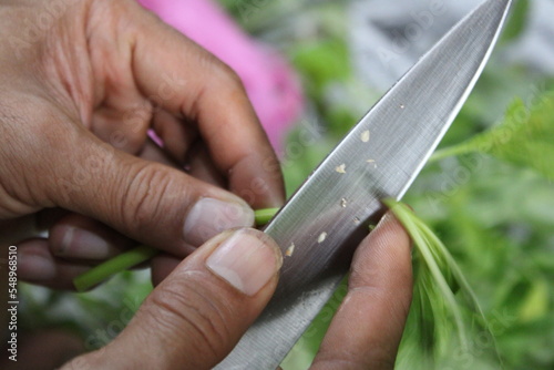 Closeup of cutting leafy vegetable with knife in the kitchen