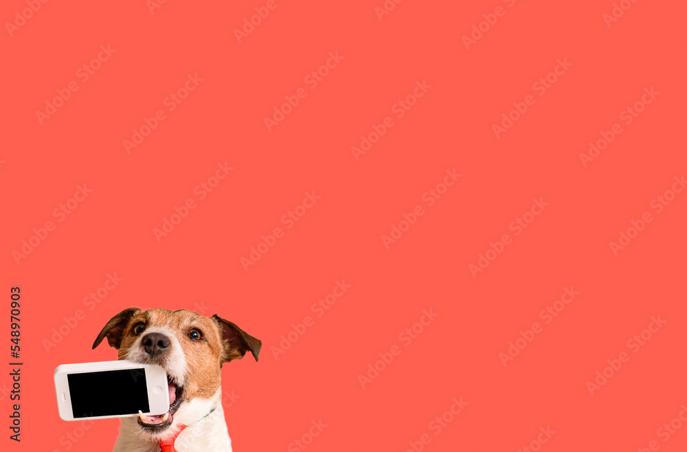 Dog holding in mouth smartphone with blank screen on solid color background