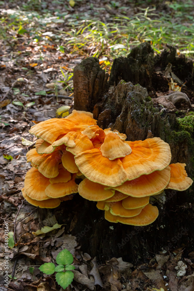 Macro Photography close-up of orange bracket fungus also known as crab of the woods or chicken of the woods Laetiporus Sulphureus growing on tree Macro Photography close-up of orange bracket fungus also known as crab of the woods or chicken of the woods Laetiporus Sulphureus growing on tree