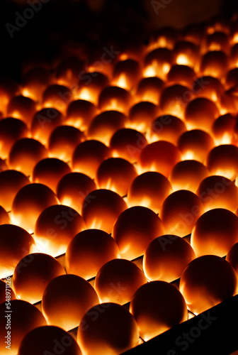 Eggs candling to test fertility. Many eggs in rows being illuminated from below