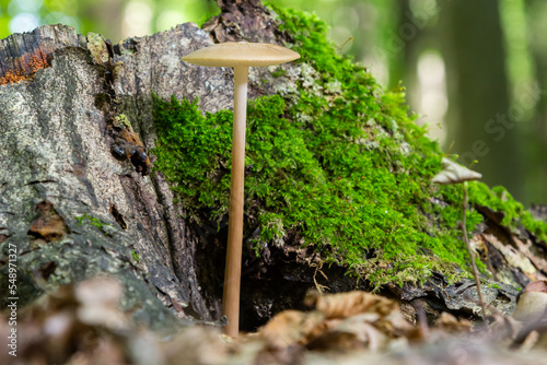 Edible mushroom Hymenopellis radicata or Xerula radicata on a mountain meadow. Known as deep root mushroom or rooting shank. Wild mushroom growing in the grass photo