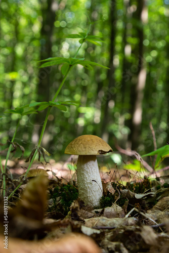 Edible mushroom Leccinum pseudoscabrum in deciduous forest. Known as Hazel Bolete. Wild mushroom growing in the leaves