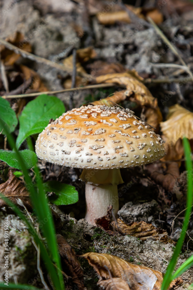 this mushroom is an amanita rubescens and it grows in the forest this mushroom is an amanita rubescens and it grows in the forest