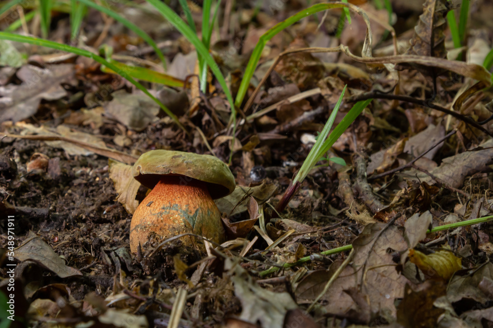 Boletus erythopus or Neoboletus luridiformis mushroom in the forest growing on green grass and wet ground natural in autumn season. Boletus luridiformis is edible mushroom after longer cooking Boletus erythopus or Neoboletus luridiformis mushroom in the forest growing on green grass and wet ground natural in autumn season. Boletus luridiformis is edible mushroom after longer cooking