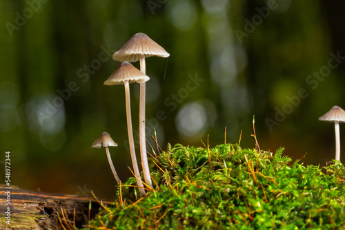 White mushrooms in the forest, Mycena piringa mushrooms photo