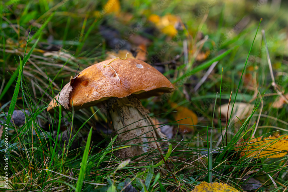Fototapeta premium Leccinum aurantiacum or rough-stemmed bolete mushrooms growing in the moss. Wild mushroom growing in forest. Ukraine