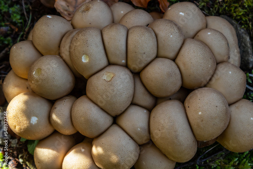 The Lycoperdon umbrinum is an edible puffball mushroom   stacked macro photo