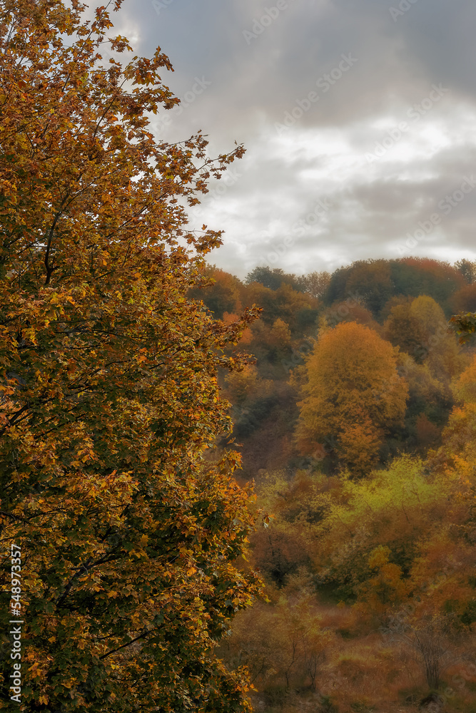 Tree in autumn colors against the background of the forest in Poland