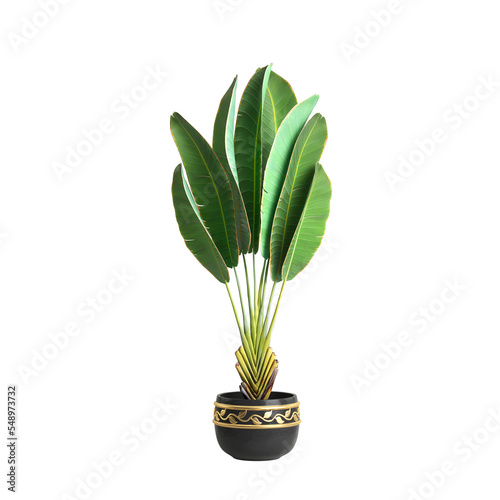 3d illustration of potted banana tree isolated on transparent background