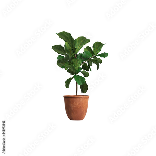 3d illustration of potted ficus isolated on transparent background
