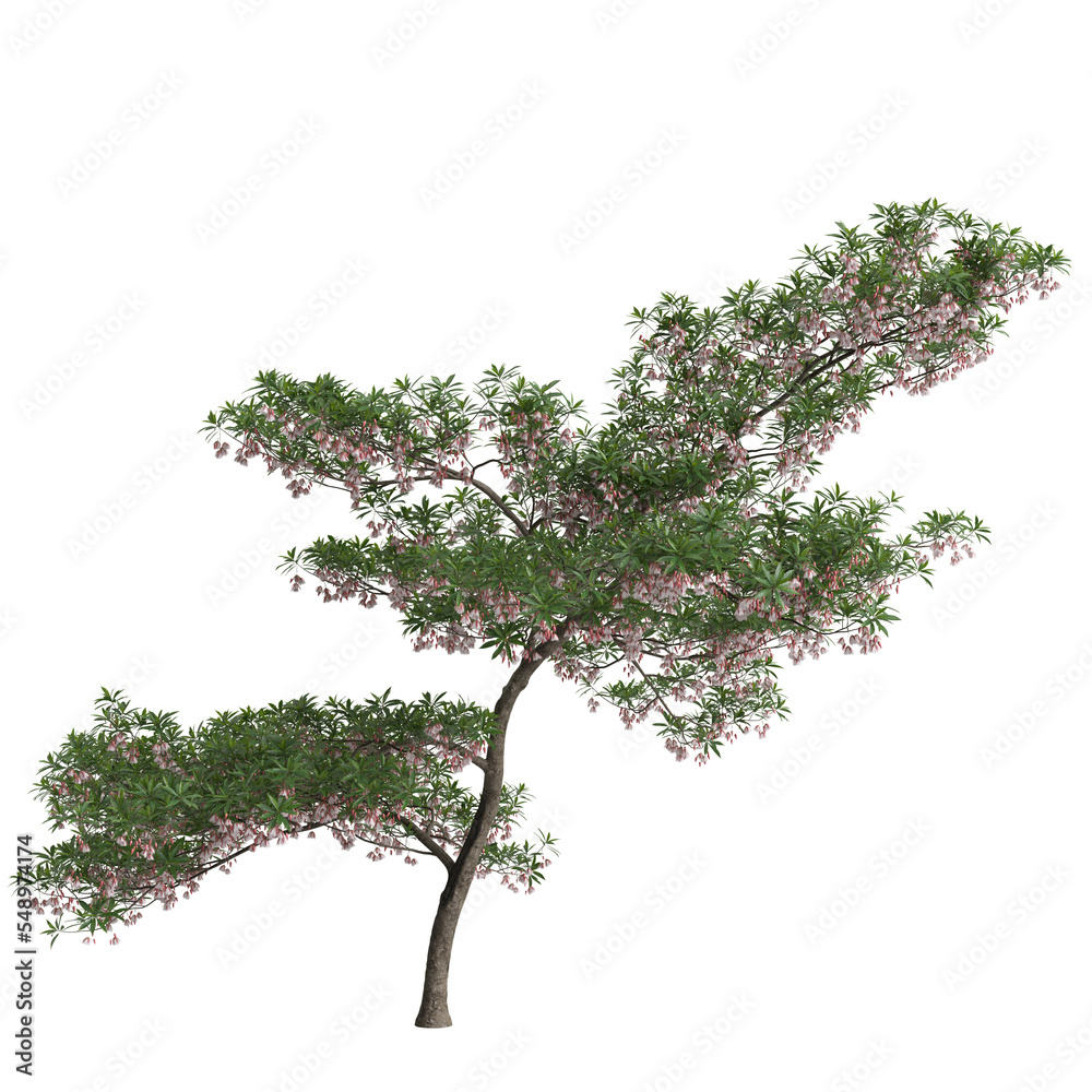 3d illustration of elaeocarpus hainanensis tree isolated on transparent background