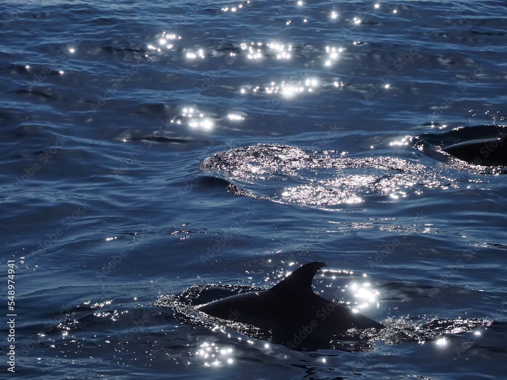 Naklejka premium dolphins swimming in glittering blue ocean