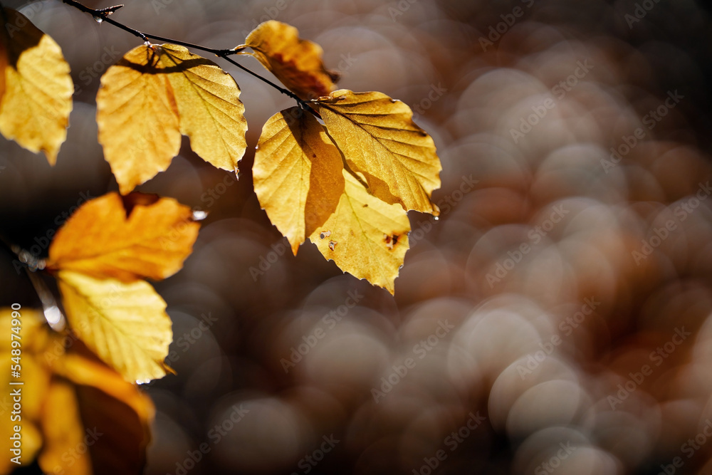 Obraz premium Herbststimmung - Goldener Oktober - November Stimmung - Novemberblues 