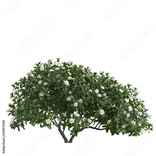 3d illustration of rhododendron pulchrum isolated on transparent background