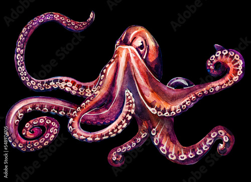 Large ancient octopus with long tentacles on a black background. Watercolor drawing of sea creatures.