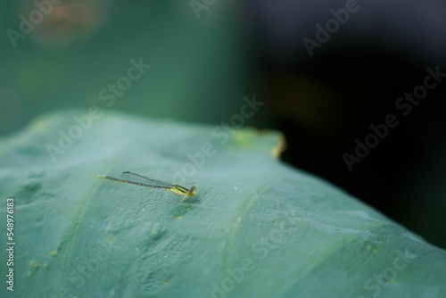 Orange bluet insect on a leaf. photo