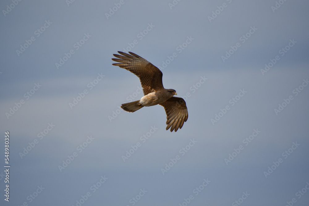 Obraz premium chimango caracara (Milvago chimango) in flight