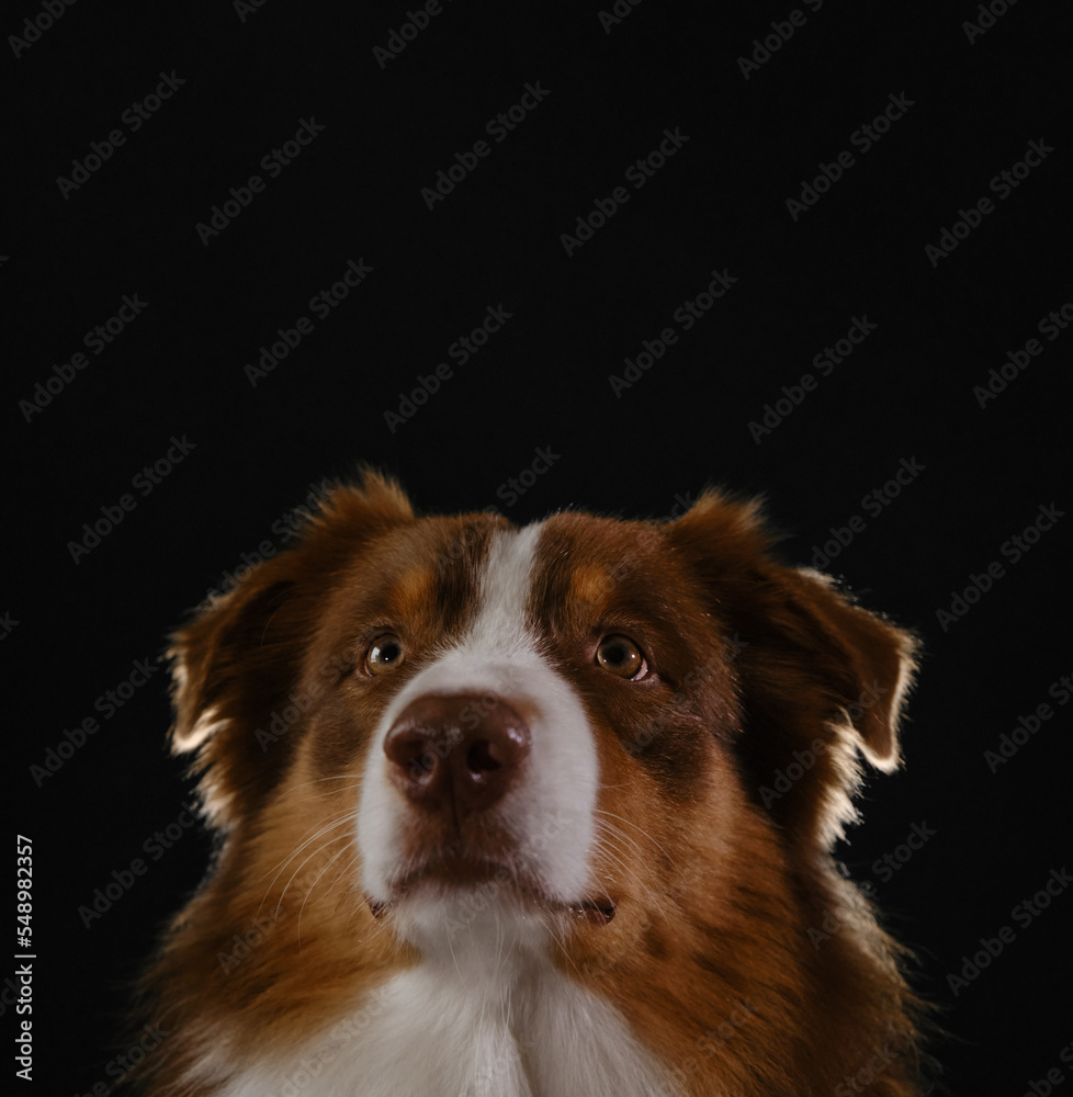 Fototapeta premium Aussie red tricolor. Empty copy space for text or advertising. Studio portrait of brown Australian Shepherd. Thoroughbred dog on dark background head close-up, look carefully up with serious face.