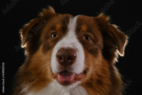 Aussie red tricolor. Studio portrait of brown Australian Shepherd. Thoroughbred dog on dark background head close-up, look carefully ahead with smiling happy face.