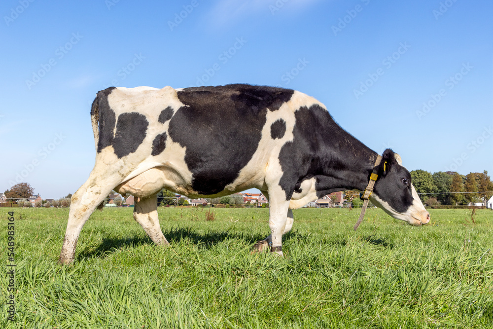 Cow grazing in a field, black and white spotted coat, full length side view, round pink udder and blue sky, green grass