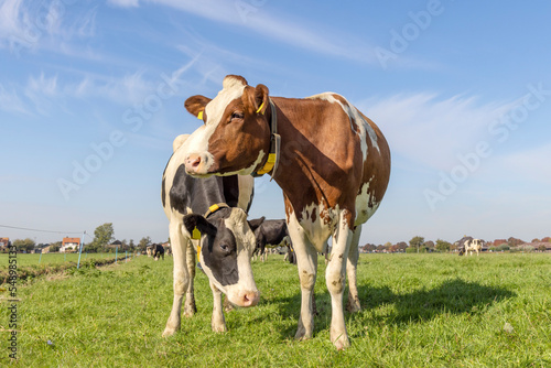 Two cows in a field, bicolored red and black with white, front view standing, full length milk cattle, a herd and a blue sky
