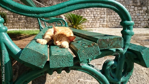 Orange kitten sleeping on a green worn park bench in the sun