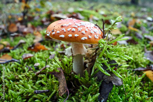 Closeup of toadstool fungus among moss in the forest during autumn