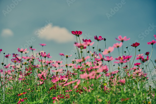 Fototapeta Naklejka Na Ścianę i Meble -  Pink cosmos flower with blue sky and cloud background
