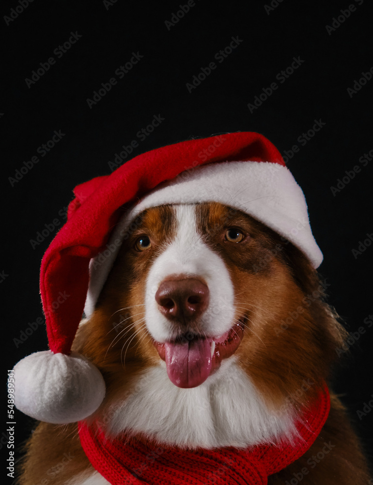 Merry Christmas card. Brown Australian Shepherd wears warm red knitted scarf and Santa hat. Studio portrait of aussie red tricolor on black background. Dog smiles with tongue sticking out.