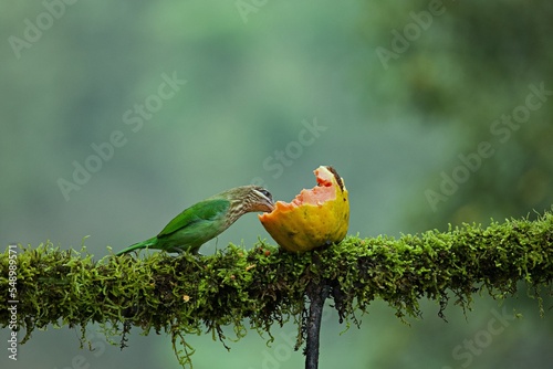 White-cheeked (small green) Barbet having fruits as food. Amazing photo  with good background. Best to watch when birds feed on their food
 photo