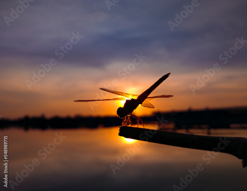 dragonfly at sunset