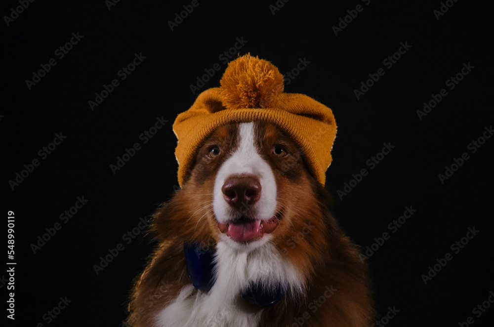 Australian Shepherd with knitted yellow hat on head and blue headphones on neck sits and smiles. Studio portrait aussie listening to music. Dog DJ. Concept of pet behaves like human.