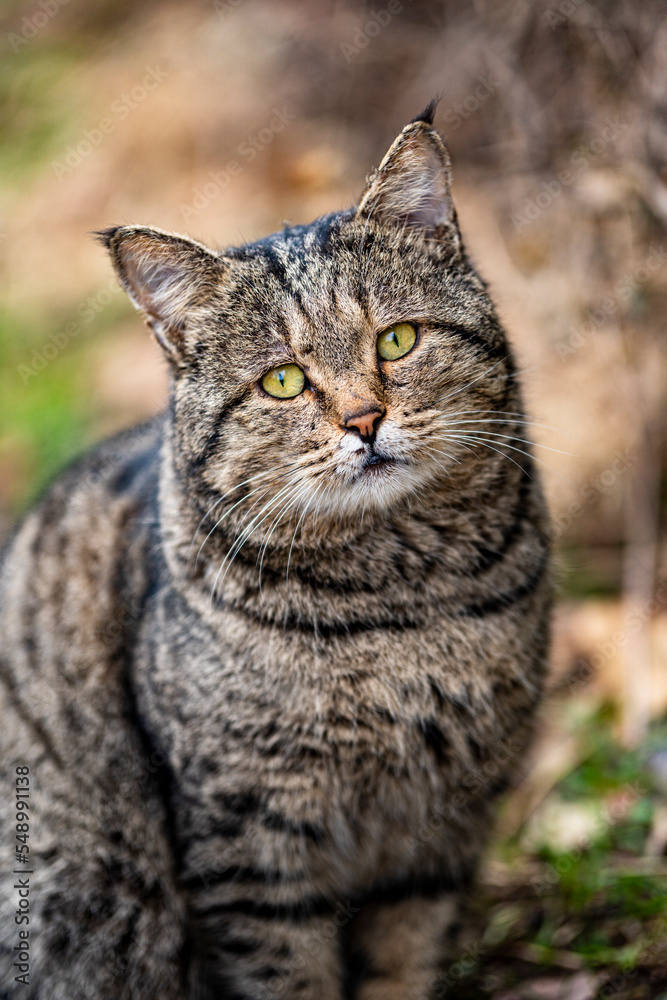 A beautiful stray cat looks into the camera. Close-up