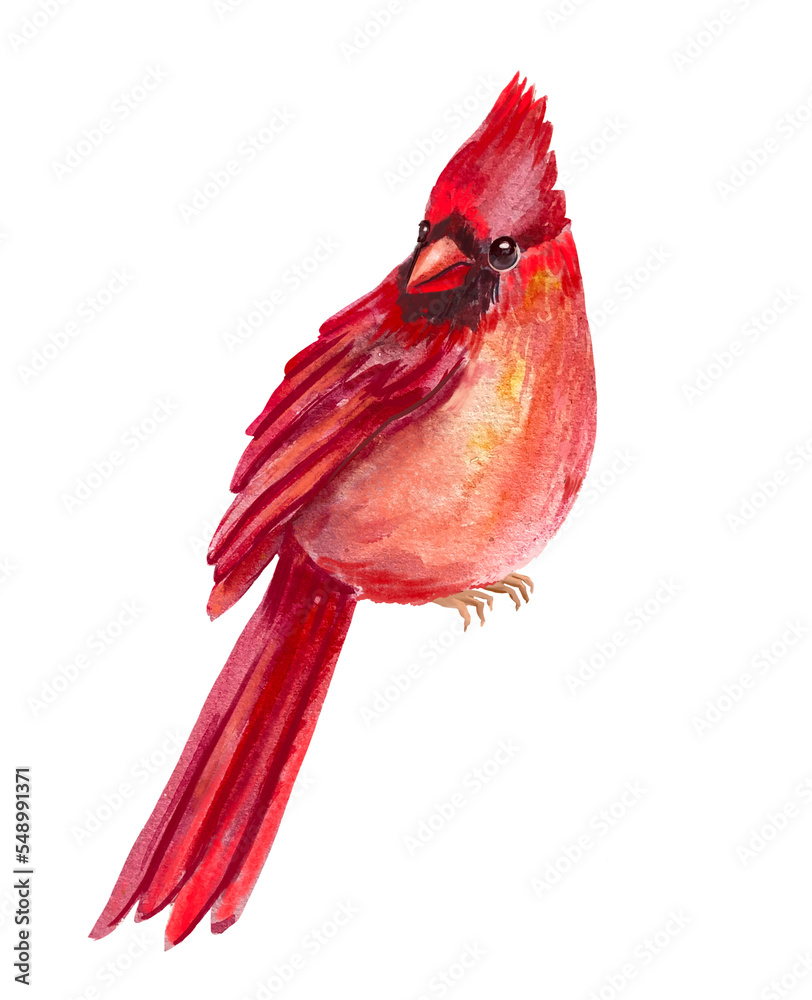 Fototapeta red cardinal  isolated on white