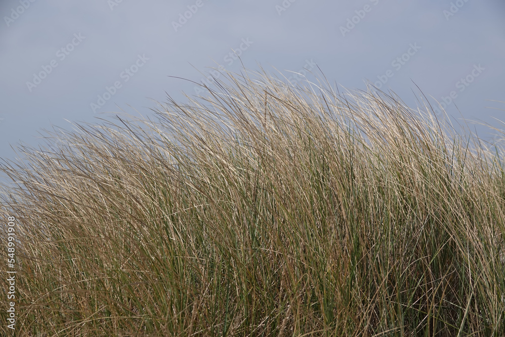 Strandhafer im Wind mit bewölktem Himmel Strandhafer im Wind mit bewölktem Himmel