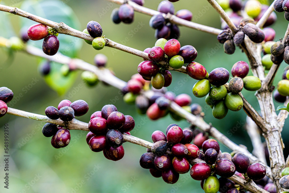 Fungus in plants destroys coffee beans. Coffee beans are severely
