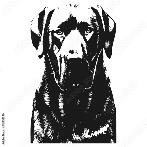 labrador dog pic hand drawn vector black and white