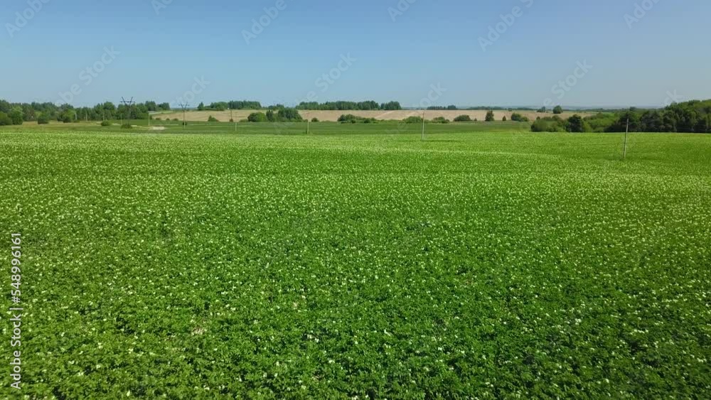 Flying over a green flowering potato field, white potato flowers, aerial view Flying over a green flowering potato field, white potato flowers, aerial view